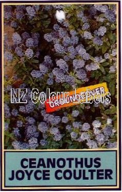 CEANOTHUS Joyce Coulter - Click Image to Close