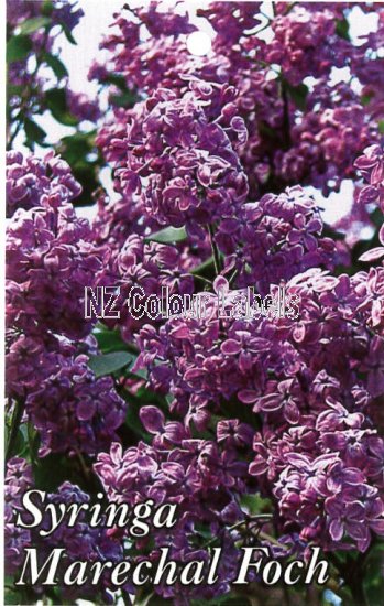 SYRINGA Marchal Foch - Click Image to Close