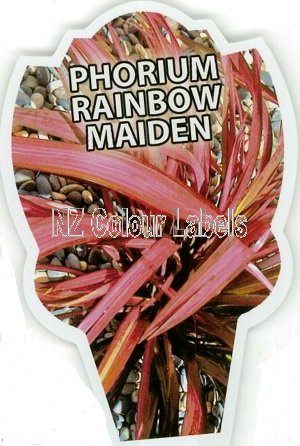 PHORMIUM Rainbow Maiden - Click Image to Close