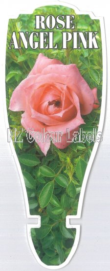 ROSE MINIATURE Angel Pink - Click Image to Close