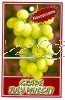 GRAPE July Muscat