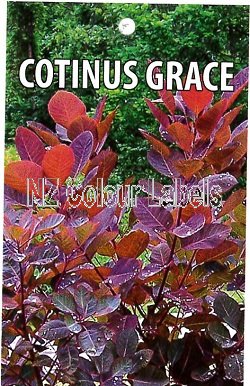 COTINUS coggygria Grace - Click Image to Close