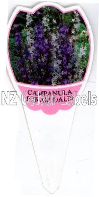 CAMPANULA pyramidalis - Click Image to Close