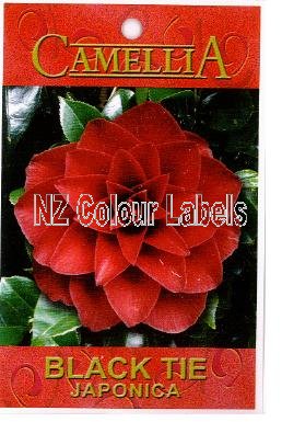 CAMELLIA Black Tie Japonica - Click Image to Close