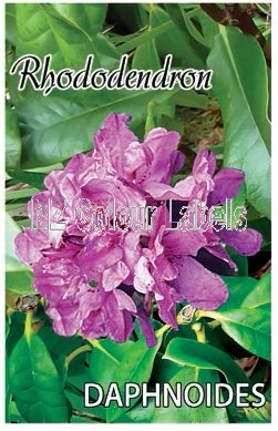 RHODODENDRON Daphnoides - Click Image to Close