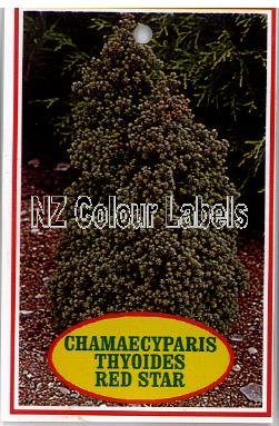 CHAMAECYPARIS thyoides Red Star - Click Image to Close