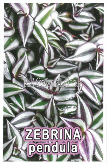 ZEBRINA pendula - Click Image to Close