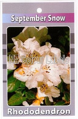 RHODODENDRON September Snow - Click Image to Close