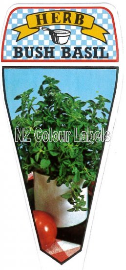 Basil Bush Basil - Ocimum Basilicum - Click Image to Close