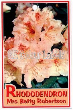 RHODODENDRON Mrs Betty Robertson - Click Image to Close