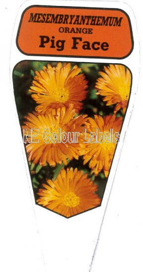 MESEMBRYANTHEMUM Orange - Click Image to Close