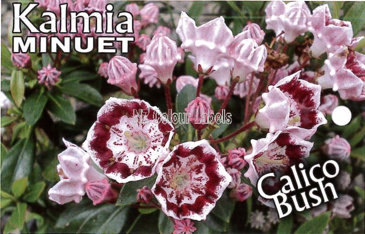 KALMIA latiflora MINUET - Click Image to Close