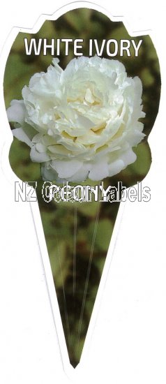 PAEONIA (Peony) White Ivory - Click Image to Close