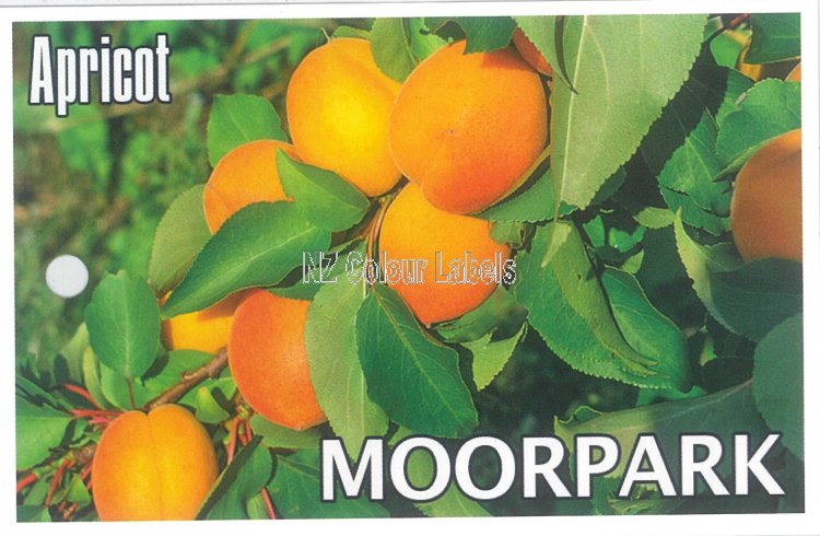 APRICOT Moorpark - Click Image to Close