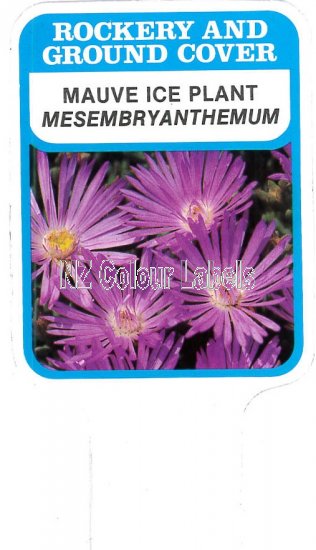 MESEMBRYANTHEMUM Mauve - Click Image to Close