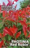 PHOTINIA Red Robin