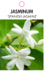 JASMINUM SPANISH JASMINE