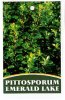 PITTOSPORUM tenuifolium Emerald Lake