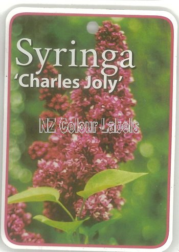 SYRINGA Charles Joly - Click Image to Close