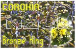 COROKIA Bronze King