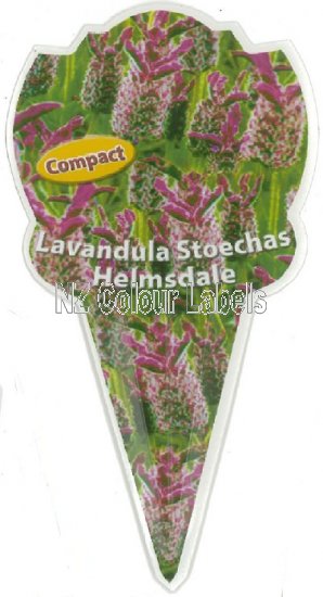 LAVANDUA stoechas Helmsdale - Click Image to Close