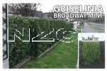 GRISELINIA lit. Broadway Mint