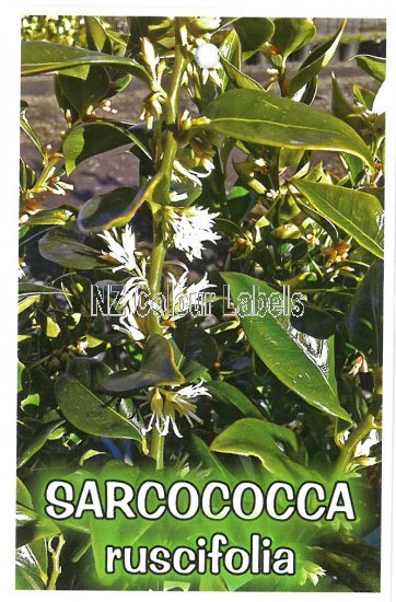 SARCOCOCCA ruscifolia - Click Image to Close