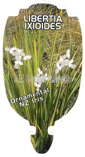 LIBERTIA ixioides - Click Image to Close