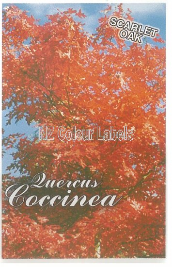 QUERCUS coccinea [Scarlet Oak] - Click Image to Close