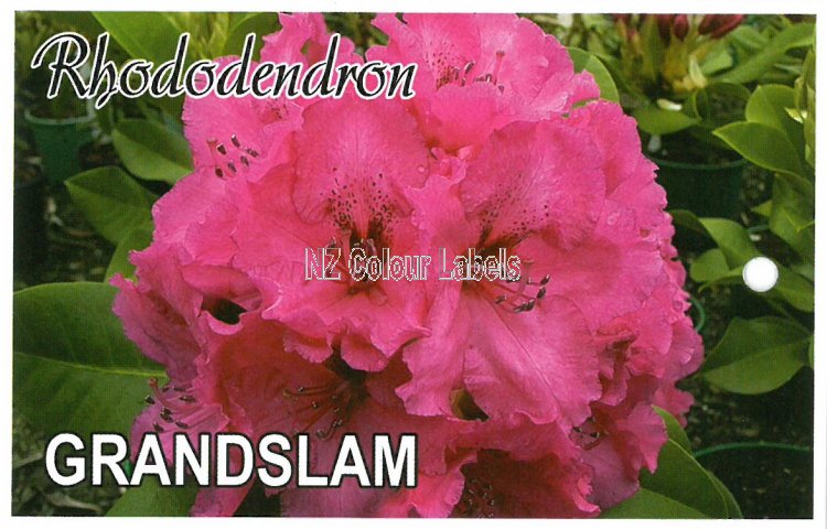 RHODODENDRON Grandslam - Click Image to Close