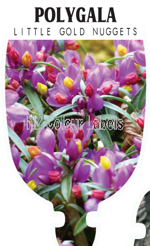 POLYGALA Little Gold Nuggets - Click Image to Close