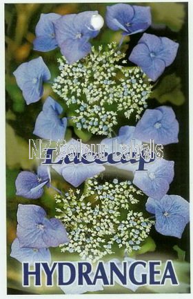 HYDRANGEA Lacecap Blue - Click Image to Close