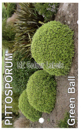 PITTOSPORUM Green Ball - Click Image to Close