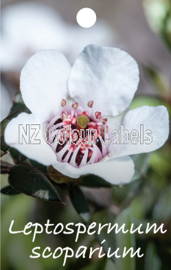 LEPTOSPERMUM scoparium - Click Image to Close