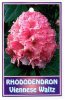 RHODODENDRON Viennese Waltz