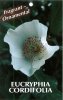 EUCRYPHIA cordifolia