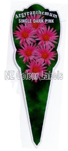 ARGYRANTHEMUM Single Dark Pink - Click Image to Close