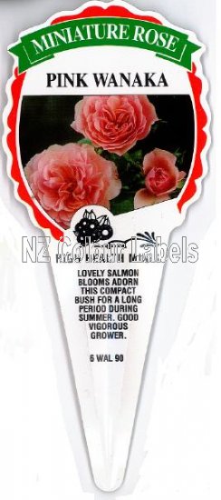 ROSE MINIATURE Pink Wanaka - Click Image to Close