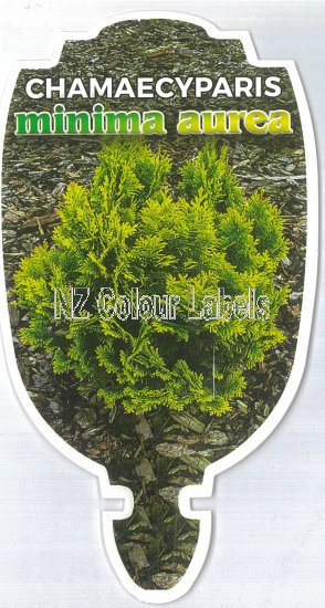 CHAMAECYPARIS l. minima aurea - Click Image to Close