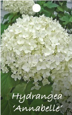 HYDRANGEA Annabelle - Click Image to Close