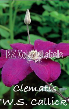 CLEMATIS W. S. CALLICK - Click Image to Close