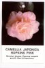 CAMELLIA Hopkins Pink