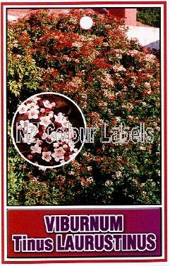 VIBURNUM tinus laurustinus - Click Image to Close