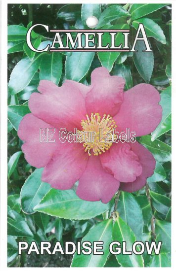 CAMELLIA Paradise Glow - Click Image to Close