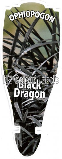 OPHIOPOGON Black Dragon - Click Image to Close