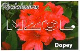 RHODODENDRON Dopey Yak