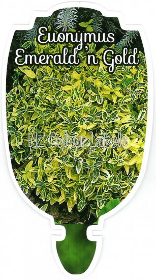 EUONYMUS Emerald n Gold - Click Image to Close