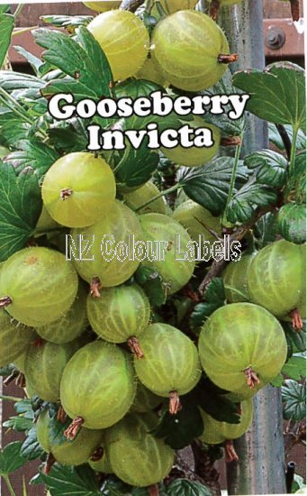 GOOSEBERRY Invicta - Green - Click Image to Close