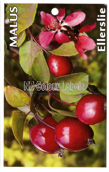 MALUS Ellerslie - Click Image to Close