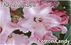 RHODODENDRON Cotton Candy